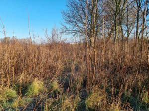 Photo de galerie - Tonte de pelouse - Débroussaillage
