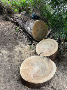 Photo de galerie - Peuplier diamètre 150 en base