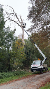 Photo de galerie - Abattage d’arbre avec nacelle 