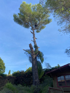 Photo de galerie - Elagage et coupe d'arbres