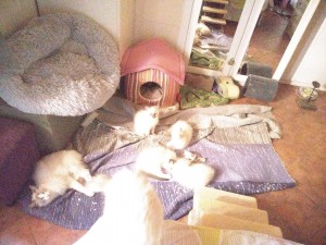 Photo de galerie - Garde de chats et chatons