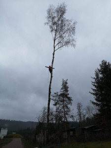 Photo de galerie - Elagage et coupe d'arbres