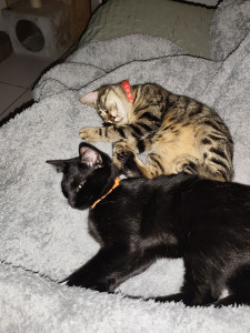 Photo de galerie - Garde chat