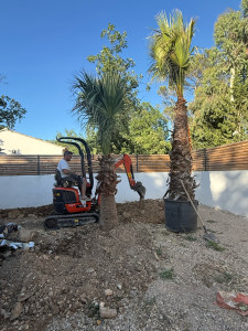 Photo de galerie - Plantation de deux magnifiques Washingtonia pour apporter une touche exotique et élégante au jardin.