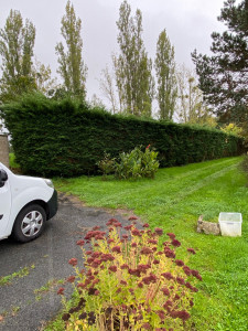 Photo de galerie - Elagage et coupe d'arbres