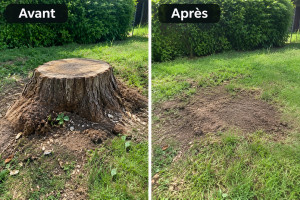 Photo de galerie - Coupe d’arbre 