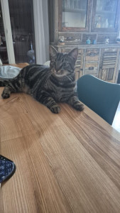 Photo de galerie - Vmax en garde à la maison pour une semaine.
Trop choux. ??