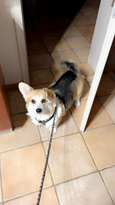 Photo de galerie - Garde chien