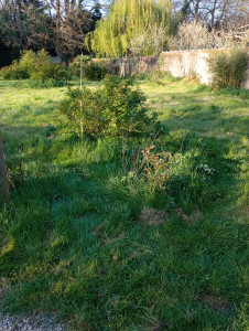 Photo de galerie - Tonte de pelouse - Débroussaillage