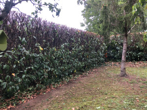 Photo de galerie - Taille de haies et d'arbustes