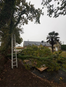 Photo de galerie - Elagage et coupe d'arbres