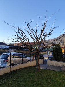 Photo de galerie - Elagage et coupe d'arbres