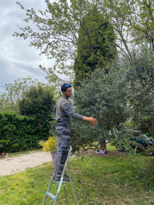Photo de galerie - Taille d’un olivier pour aérer la ramure, favoriser la lumière et stimuler la pousse.