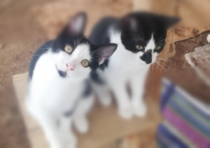 Photo de galerie - Chats nourris au biberon pour asso 