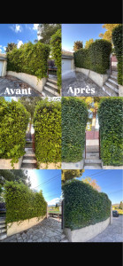 Photo de galerie - Taille de haie plurispécifique 