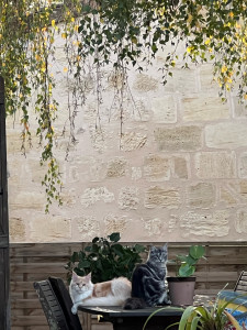 Photo de galerie - Garde chat