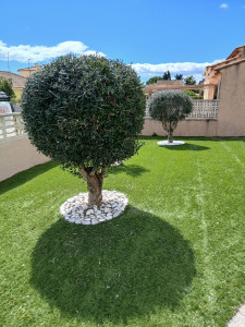 Photo de galerie - Vue des deux Oliviers taillés 
 Je n ai pas de photos avant 
