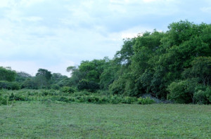 Photo de galerie - Débroussaillage 