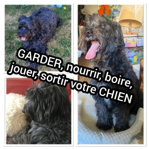 Photo de galerie - GARDER, nourrir, boire, jouer, sortir votre CHIEN