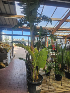 Photo de galerie - ? Je récupère vos arbres en pépinière ou jardinerie et je vous les livre à domicile.
Je peux également assurer la plantation directement chez vous.