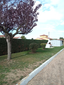 Photo de galerie - Taille de haies