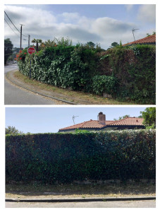 Photo de galerie - Remise en forme d'une haie