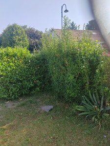 Photo de galerie - Taille de haies et d'arbustes