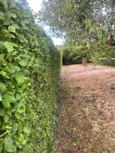 Photo de galerie - Taille de haie 