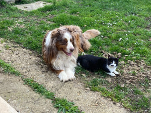 Photo de galerie - Garde d’animaux 