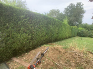 Photo de galerie - 30 mètres de haies 