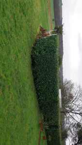 Photo de galerie - Taille de haies et d'arbustes