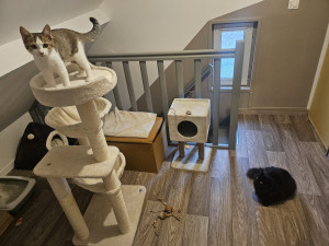 Photo de galerie - Pension féline - espace sécurisé pour chats 