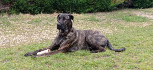 Photo de galerie - Garde chien