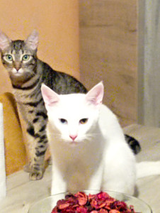 Photo de galerie - Sako & olaph duo de tonnerre