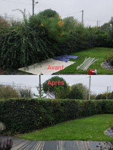 Photo de galerie - Taille de haie bocagères 