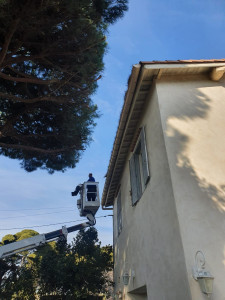 Photo de galerie - Elagage et coupe d'arbres