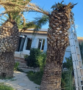 Photo de galerie - Élagage abattage, palmier