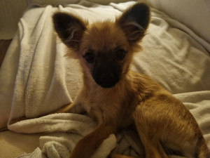 Photo de galerie - Baîa, une petite chihuahua de 5 mois : pensionnaire à la maison du 3 au 10 octobre 2026.