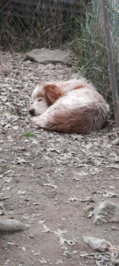 Photo de galerie - M'occuper des chiens depuis mes 5 ans 