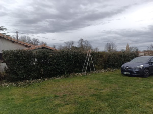Photo de galerie - Taille d'une haie eleagnus 