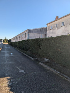 Photo de galerie - Haïe de cyprès tailler par mes soins 