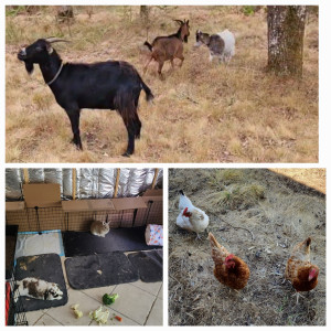 Photo de galerie - Garde d'animaux de la ferme et NAC au domicile de la personne 