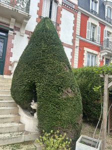 Photo de galerie - Taille en conne d’un thuya 