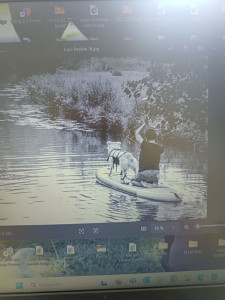 Photo de galerie - Comportementaliste - Éducateur canin 