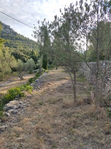 Photo de galerie - Tonte de pelouse - Débroussaillage