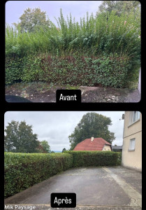 Photo de galerie - Taille de haies et d'arbustes