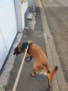 Photo de galerie - Garde chien