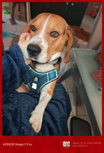 Photo de galerie - Thaiko ?