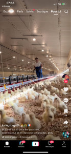 Photo de galerie - Ramassage de poulet 