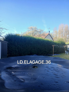 Photo de galerie - Taille de haies et d'arbustes